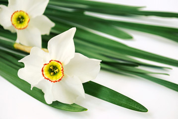 Narcissus poeticus