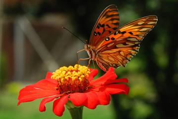 Passion butterfly - (Agrulis vanillae)