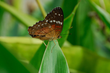 Anartia amathea