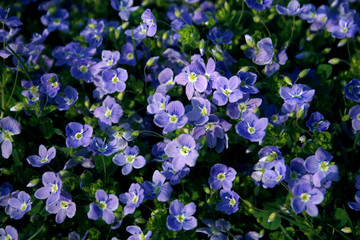 Veronica officinalis