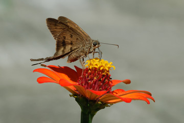 Potrillo skipper - (Cabares potrillo)