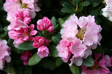 Rhododendron Blüten