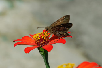 Potrillo skipper - (Cabares potrillo)