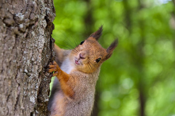Naklejka na ściany i meble The squirrel on a tree