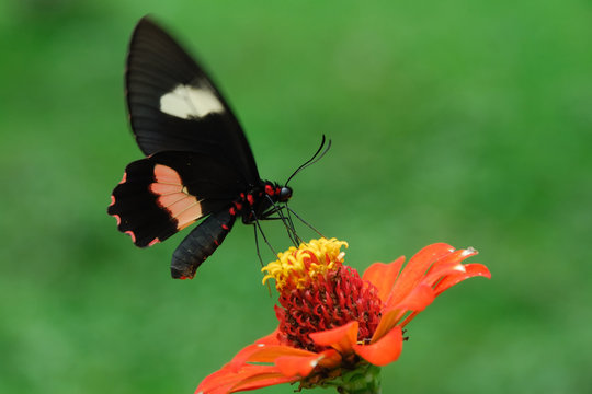 Parides iphidamas - (Iphidamas Cattleheart)