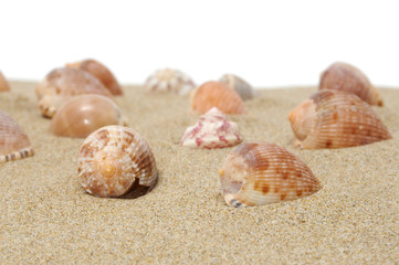 seashells