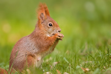 Eichhörnchen