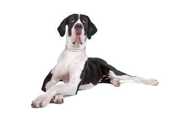 front view of a great dane dog  lying on the floor