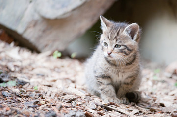 cute wildcat baby © Peter Wey