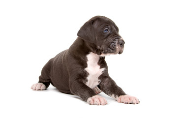 great dane puppy isolated on a white background