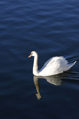 Fototapeta na wymiar White swan