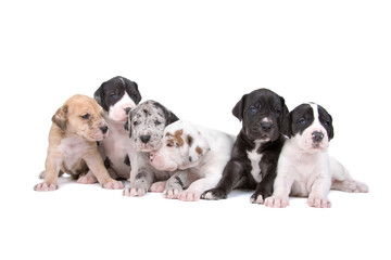 group of six great dane puppies isolated on white - obrazy, fototapety, plakaty