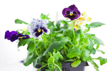multicolor pansy's sprouts in plastic pots