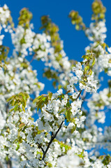 Blossoming garden
