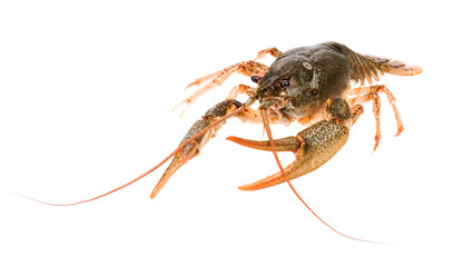Crayfish