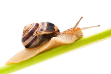 Snail