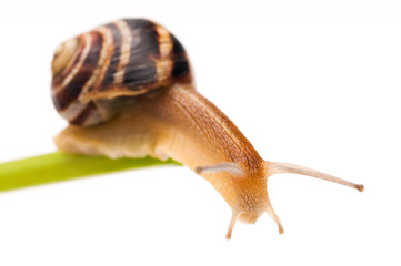 Snail