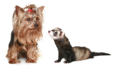 Yorkshire Terrier and freet on a white background