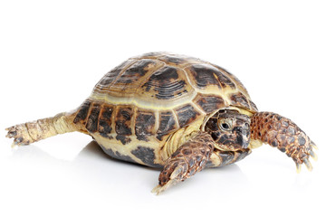 Tortoise in front of a white background