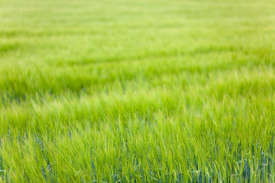 green wheat field, shallow depth of field