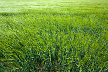 green wheat field