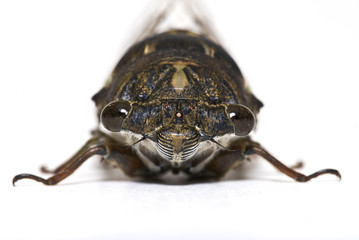Closeup of a Cicada isolated on white background