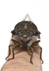 A Cicada insect perched on a finger