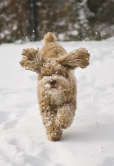 Cute Cockapoo Puppy playing in the snow