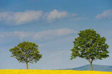 Zwei Bäume, Rapsfeld und blauer Himmel