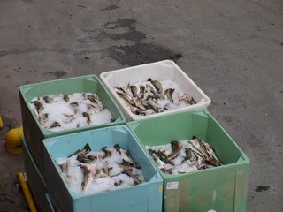 Fisch