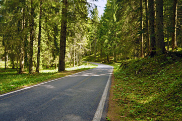 strada nel bosco - veneto italia