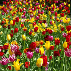 printemps