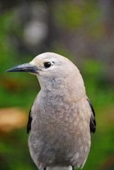 Fototapeta premium Bird in Banff National Park, Canada