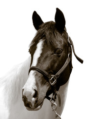 Fototapeta premium Horse