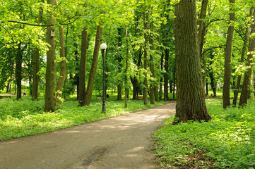 Fototapeta premium Beautiful park alley in summer