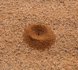 Small sand pile in desert formed by ant