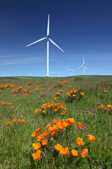 White Power Generating Wind Turbines, Wildflowers