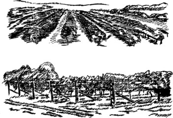 Vineyard landscape. Hand pencil sketch.