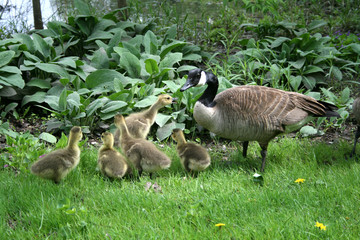 Geese Family