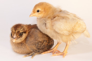 Chicks