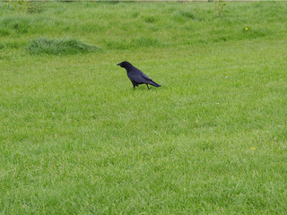 Black crow