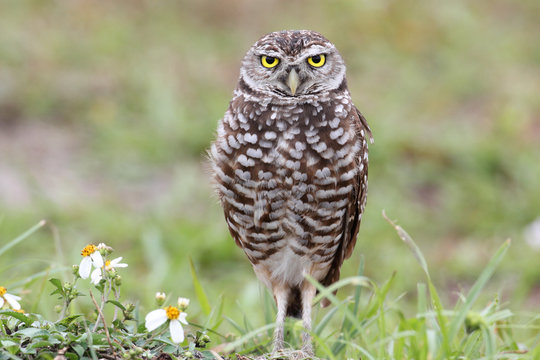 Burrowing Owl (athene cunicularia)