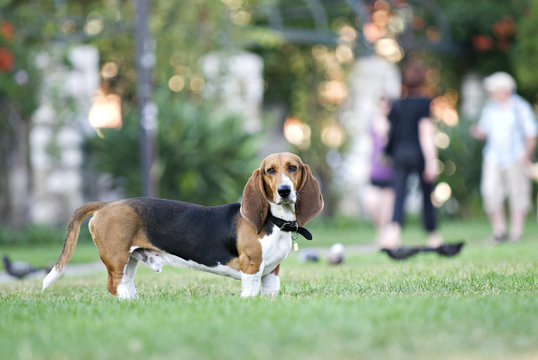 basset