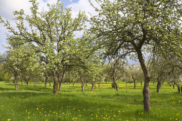 blossoming orchard