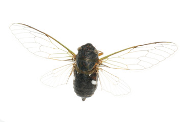 insect cicada