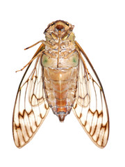 insect cicada