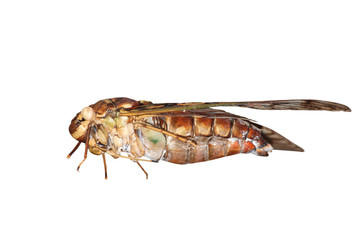 insect cicada