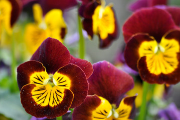 Violen