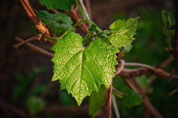 Grape leaf