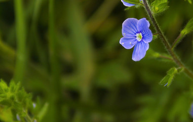 frame with blue flowers